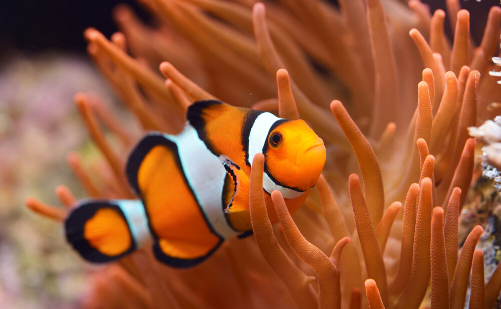 Clownfish